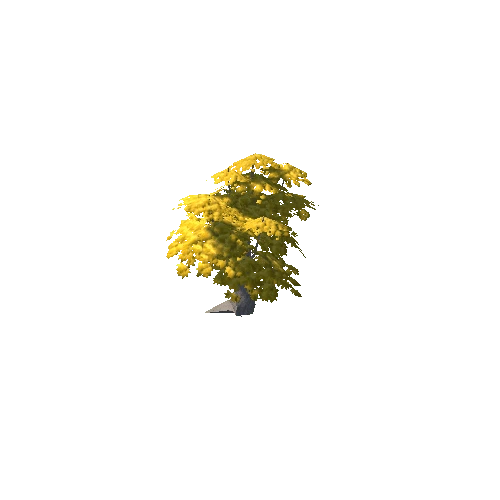 Maple Tree Yellow Mid 13